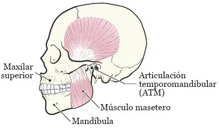 No puedo abrir bien la boca después de una extracción de muelas, qué es el trismus, ATM, apertura mandibular ideal, dolor al abrir la boca o al masticar